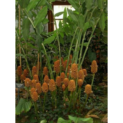 ZINGIBER spectabile 2 semena