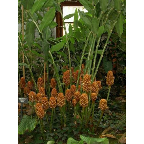 ZINGIBER spectabile 2 semena
