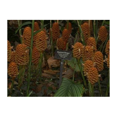 ZINGIBER spectabile 2 semena