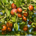 ZIZIPHUS jujuba "Cicimek, Čínské datle, Jujuba" 3 semena