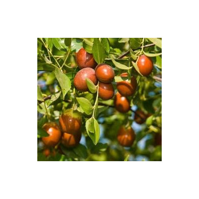 ZIZIPHUS jujuba "Cicimek, Čínské datle, Jujuba" 3 semena