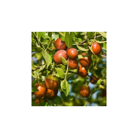 ZIZIPHUS jujuba "Cicimek, Čínské datle, Jujuba" 3 semena