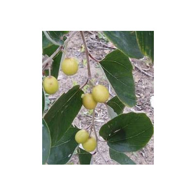 ZIZIPHUS mauritiana "Cicimek, Jujuba" 3 semena