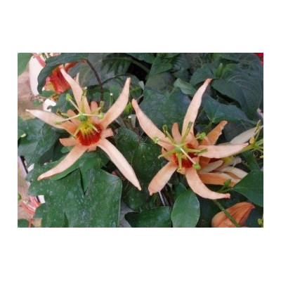 PASSIFLORA aurantia 4 semena  