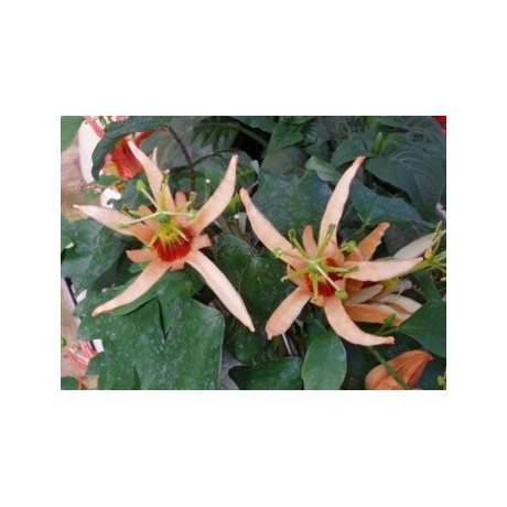 PASSIFLORA aurantia 4 semena  