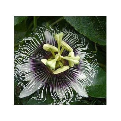 PASSIFLORA edulis Pandora 4 semena 