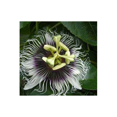 PASSIFLORA edulis Pandora 4 semena 