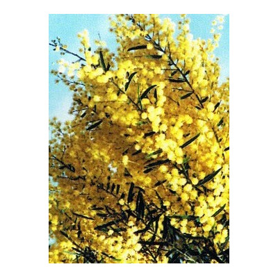 ACACIA fimbriata 20 semen