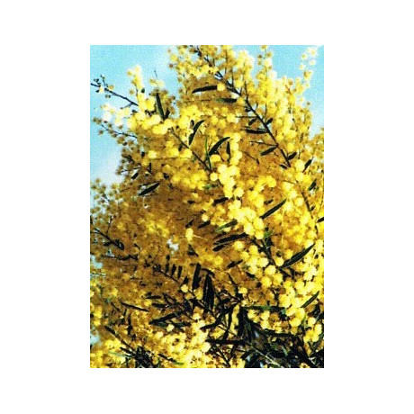ACACIA fimbriata 20 semen