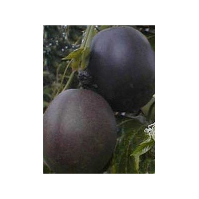 PASSIFLORA edulis Pandora 4 semena 