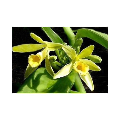 VANILLA planifolia 20 semen 