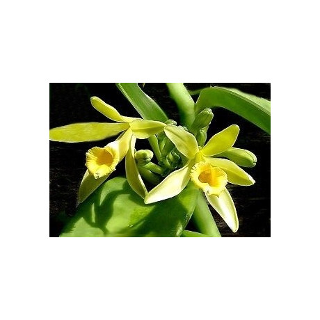 VANILLA planifolia 20 semen 