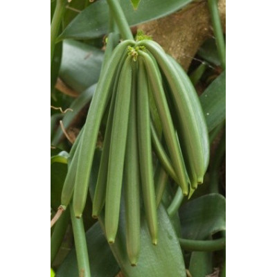 VANILLA planifolia 20 semen 