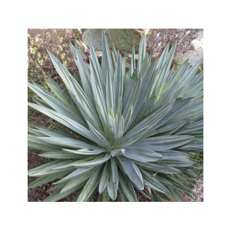 YUCCA pallida 4 semena