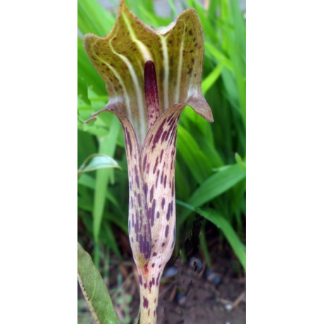 ARISAEMA nepenthoides "Kobří lilie" 3 semena 