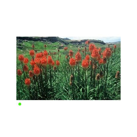 KNIPHOFIA  linearifolia "Mnohokvět" 5 semen