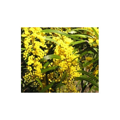 ACACIA macradenia 20 semen