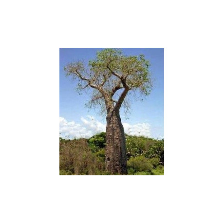 ADANSONIA perrieri "Perrier's Baobab" 2 semena  
