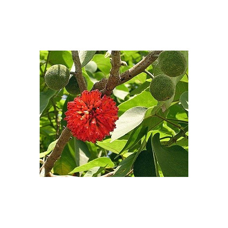 BROUSSONETIA papyrifera 15 semen