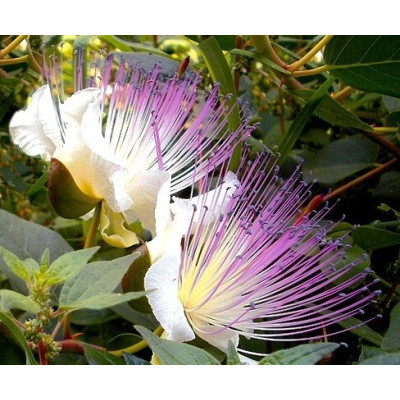 CAPPARIS spinosa 5 semen