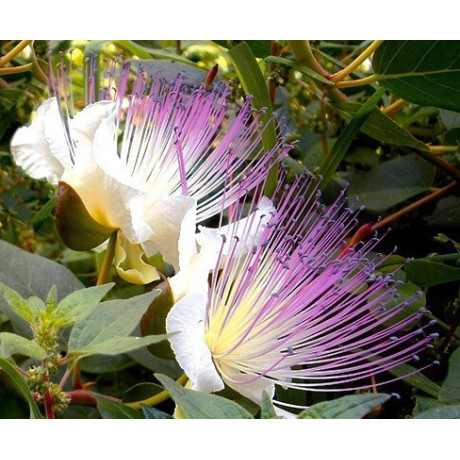 CAPPARIS spinosa 5 semen