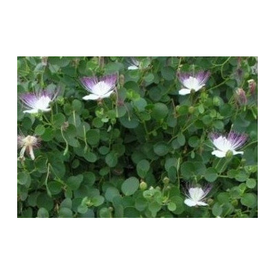 CAPPARIS spinosa 5 semen