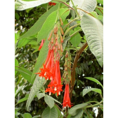 FUCHSIA boliviana Red 30 semen 