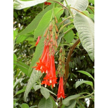 FUCHSIA boliviana Red 30 semen 