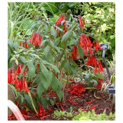 FUCHSIA boliviana Red 30 semen 