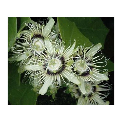 PASSIFLORA auriculata 3 semena