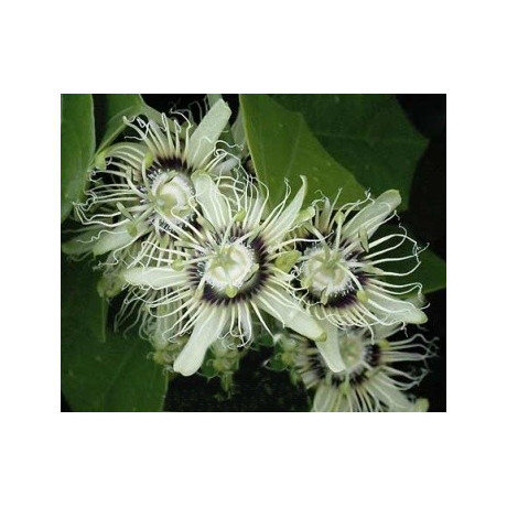 PASSIFLORA auriculata 3 semena