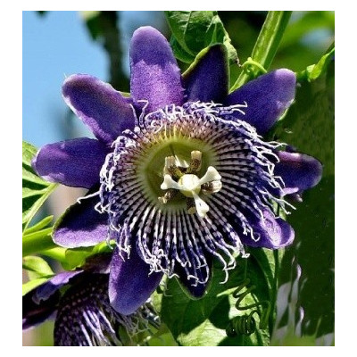 PASSIFLORA macrocarpa "Giant Granadilla" 2 semena  