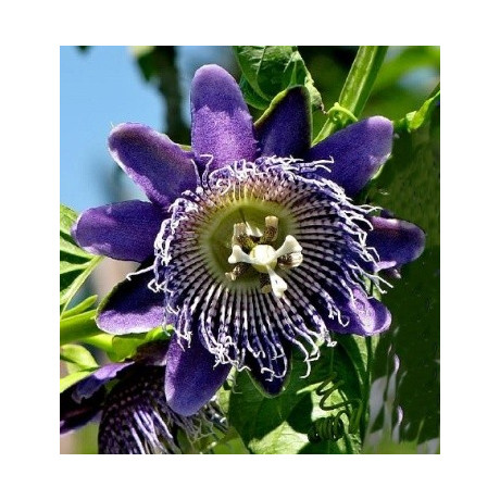 PASSIFLORA macrocarpa "Giant Granadilla" 2 semena  