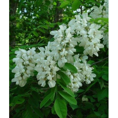 ROBINIA pseudoacacia 10 semen