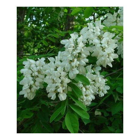 ROBINIA pseudoacacia 10 semen