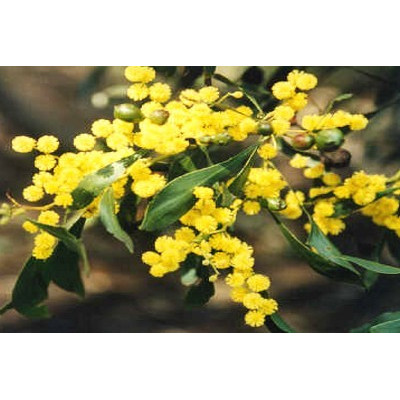 ACACIA pycnantha 20 semen