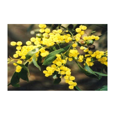 ACACIA pycnantha 20 semen