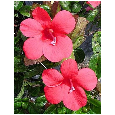 BARLERIA repens 3 semena