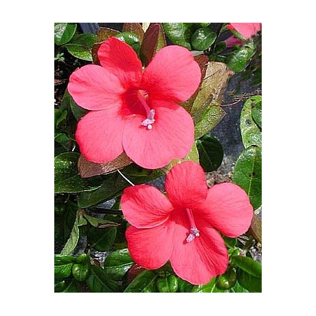 BARLERIA repens 3 semena