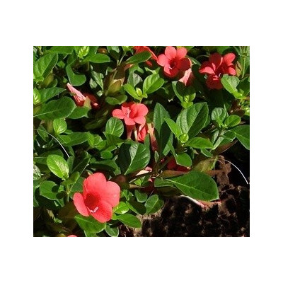 BARLERIA repens 3 semena