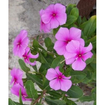 CATHARANTHUS roseus "Vinca" 15 semen