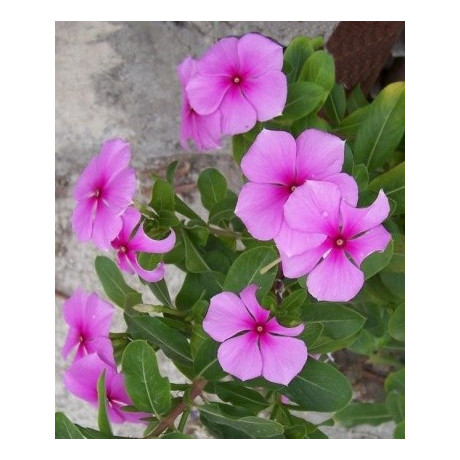 CATHARANTHUS roseus "Vinca" 15 semen