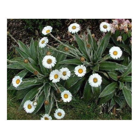 CELMISIA traversii 5 semen 