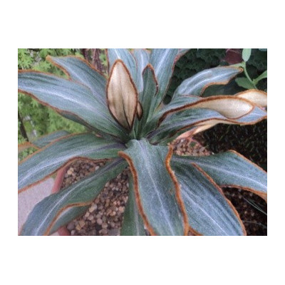 CELMISIA traversii 5 semen 