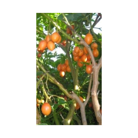 CYPHOMANDRA hartwegii 4 semena