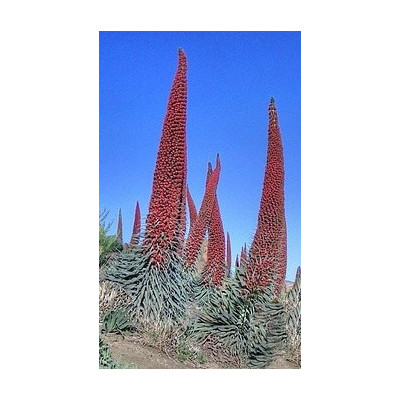 ECHIUM wildpretii 15 semen