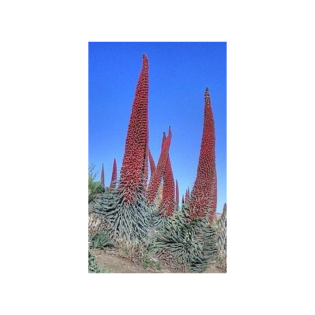 ECHIUM wildpretii 15 semen