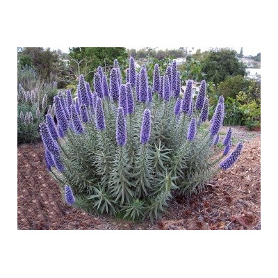 ECHIUM candicans "Pýcha Madeiry" 15 semen