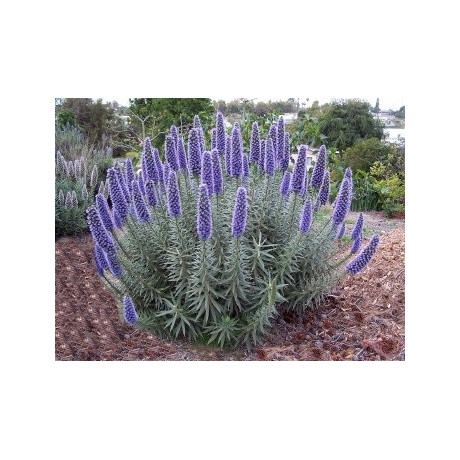 ECHIUM candicans "Pýcha Madeiry" 15 semen