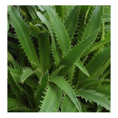 ERYNGIUM agavifolium 10 semen